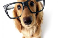 Ravenscourt Park ‘Fun’ Dog Show – 6 September!