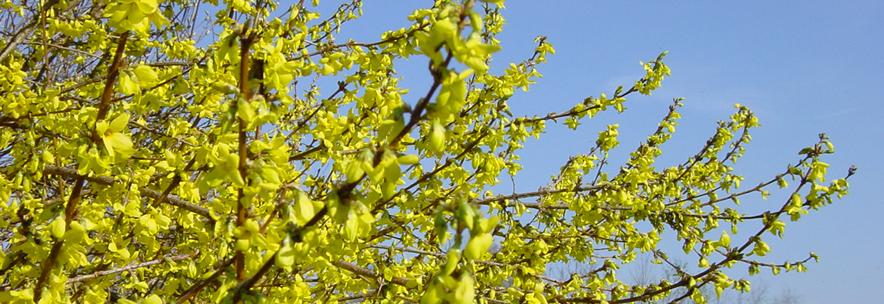 Have your say on parks in the borough