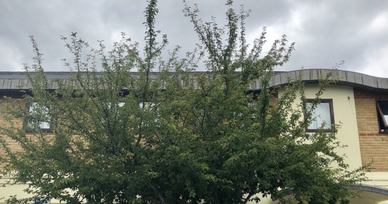 The Grove Neighbourhood Centre AGM